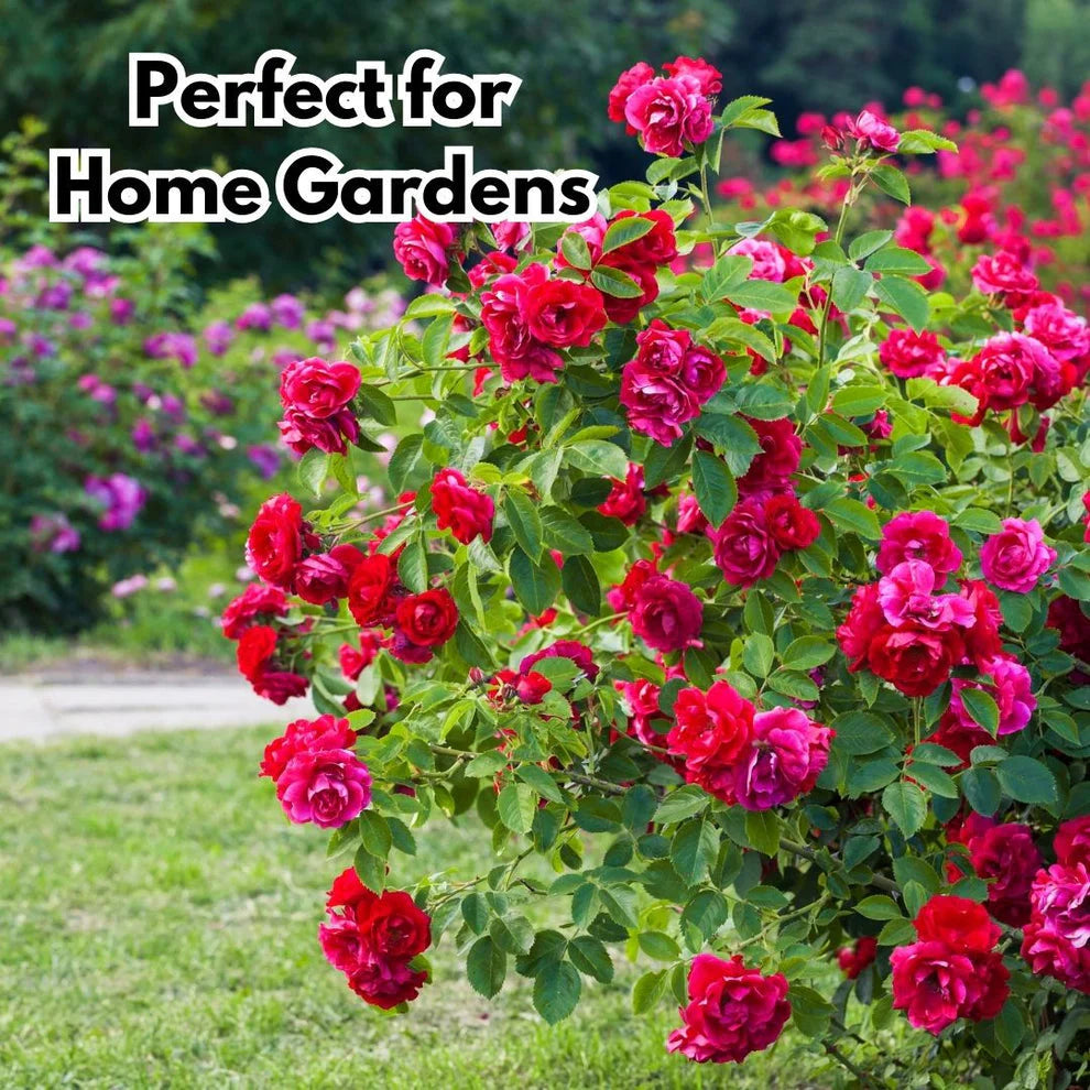 Elegant Climbing Rose Flower Seeds | đ„Hybrid & Imported Qualityđ„